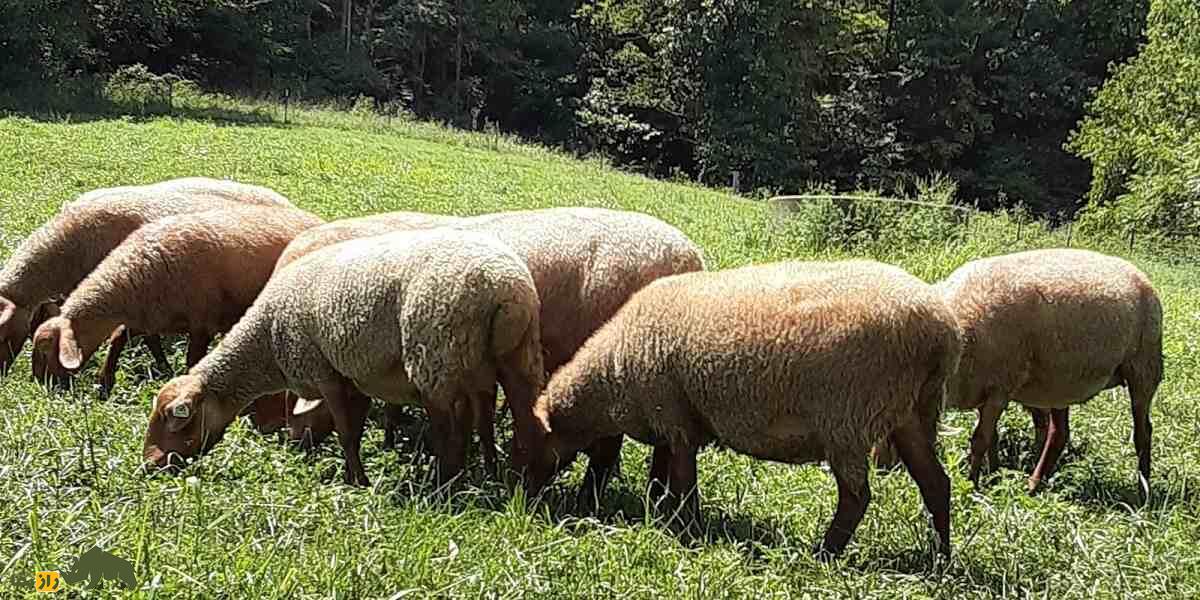 گوسفند تونس