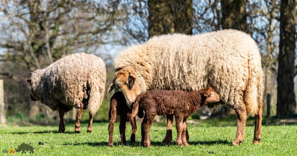 گوسفند تونس