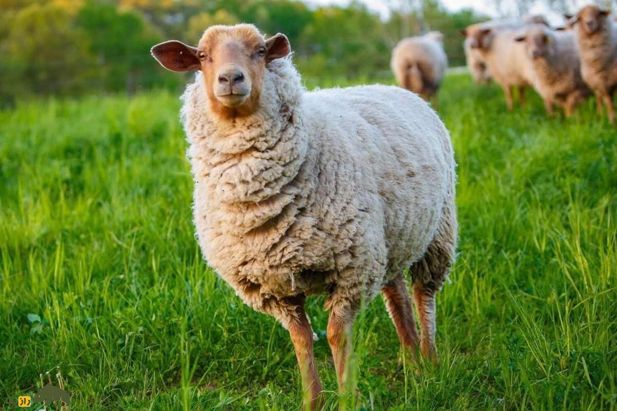 گوسفند تونس