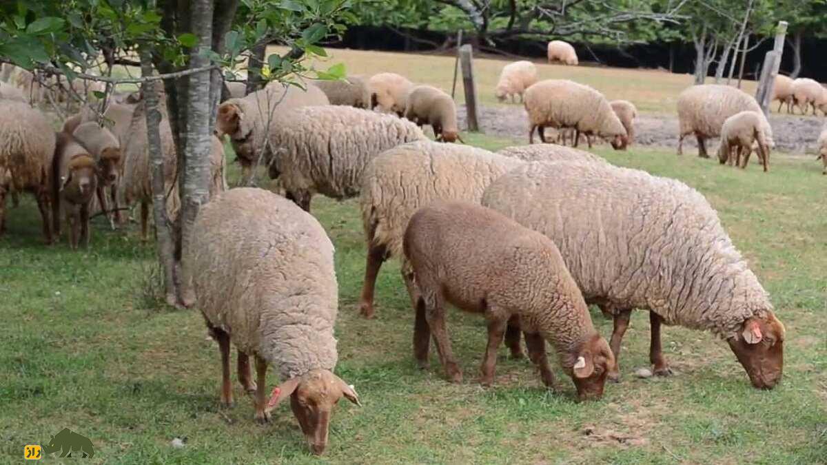 گوسفند تونس