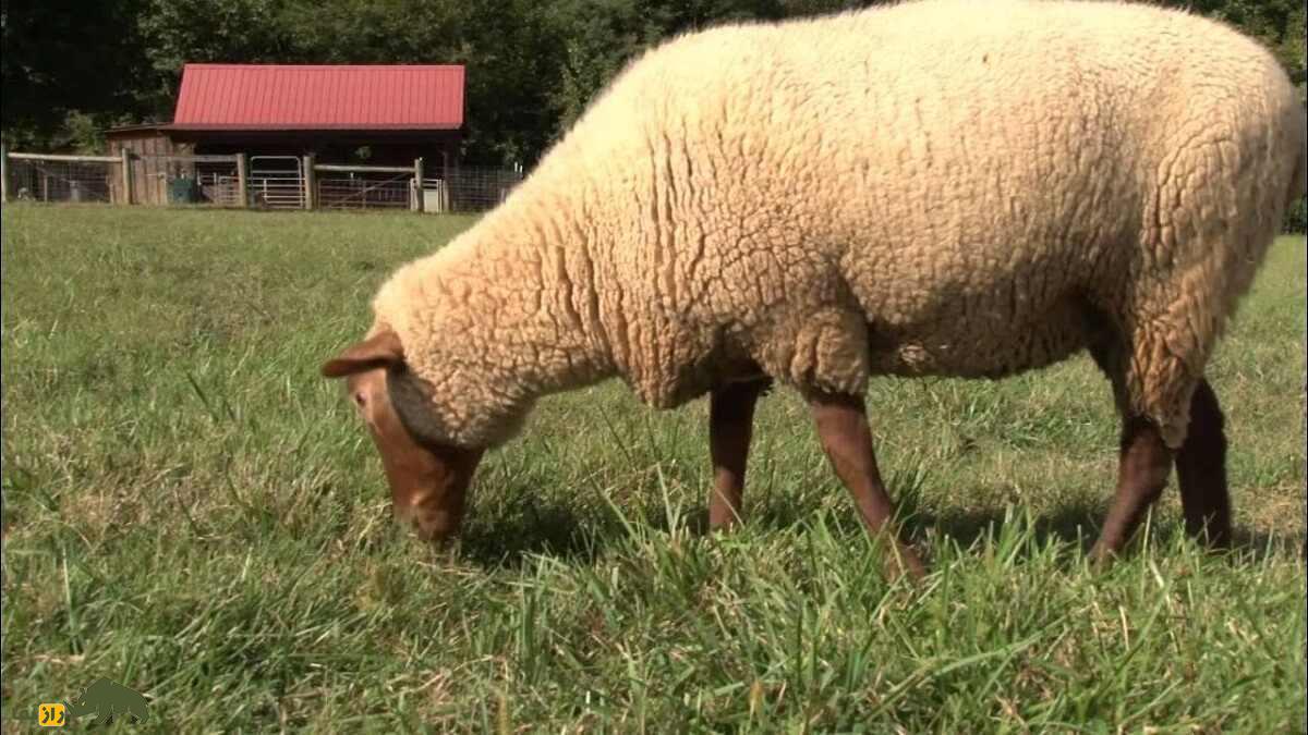 گوسفند تونس