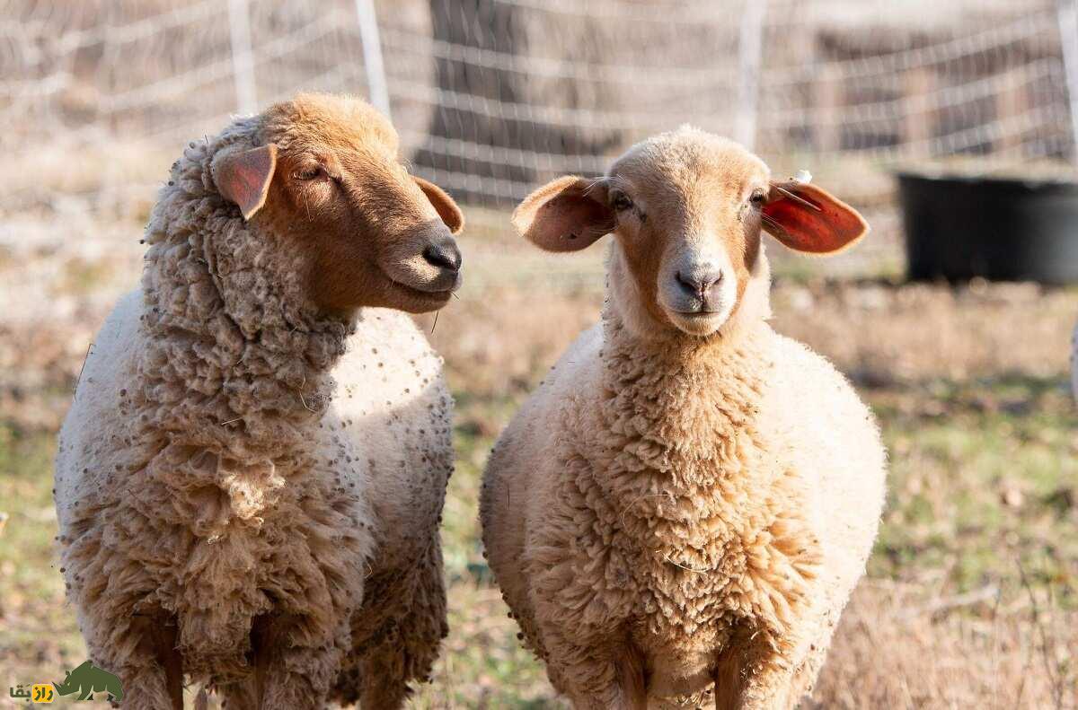 گوسفند تونس