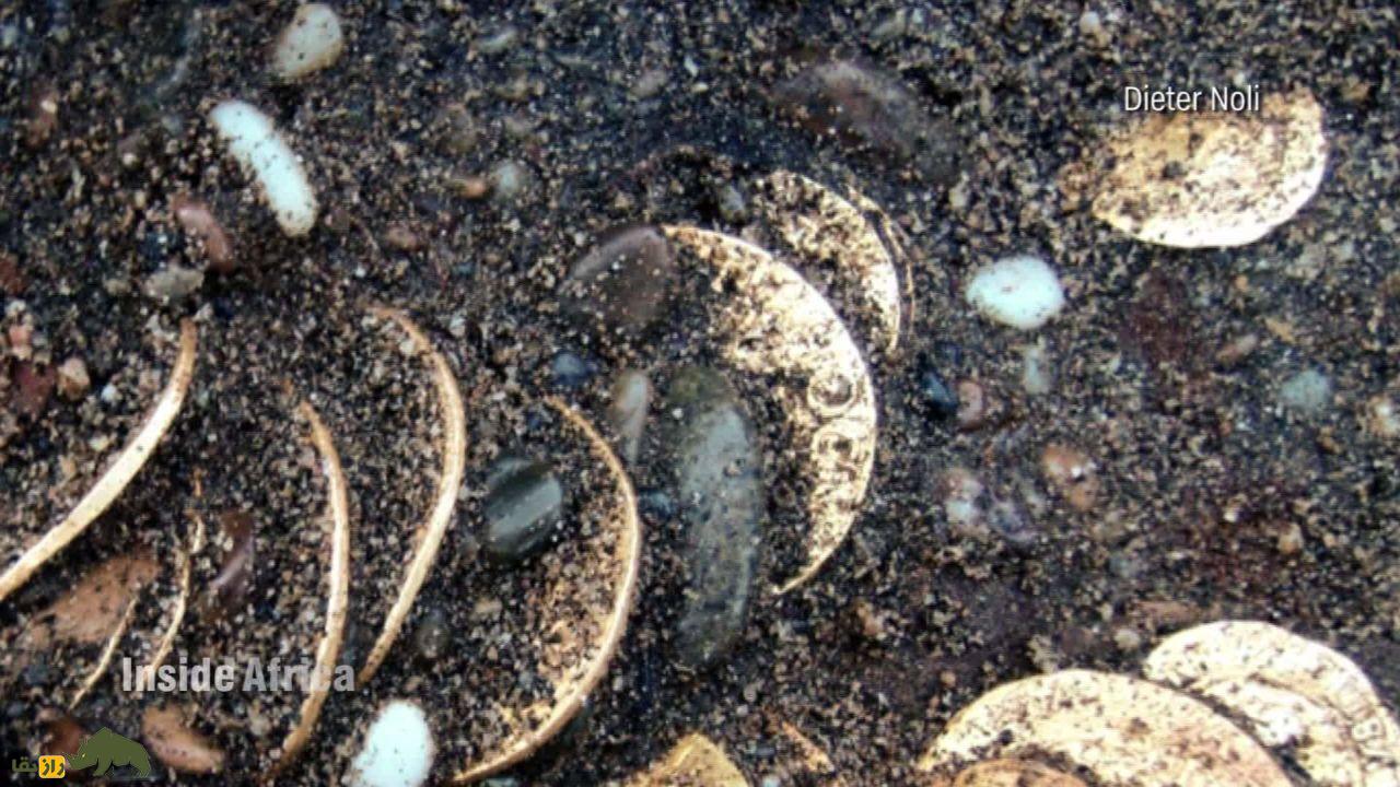 کشف تکان‌دهنده کشتی «بوم جیزز»؛ یک کشتی پر از طلا، سکه و عاج در دل صحرا پیدا شد!