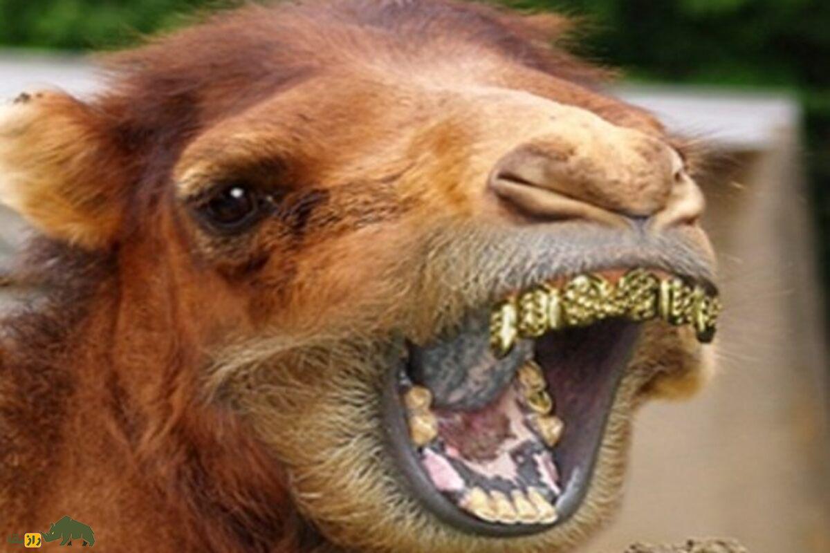 شیخ حمد بن حمدان آل نهیان؛ میلیاردر اماراتی که دندانهای خود و شترش را طلا کرد! شیخ حمد بن حمدان آل نهیان؛ میلیاردر اماراتی که دندانهای خود و شترش را طلا کرد!