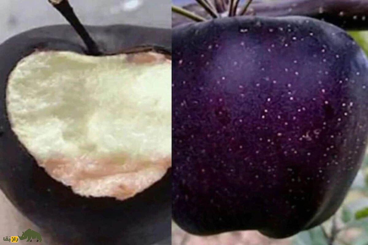 سیب الماس سیاه؛ گران‌ترین سیب دنیا که هر دانه از آن تا یک میلیون تومان قیمت دارد و فقط در ارتفاعات تبت رشد می‌کند!