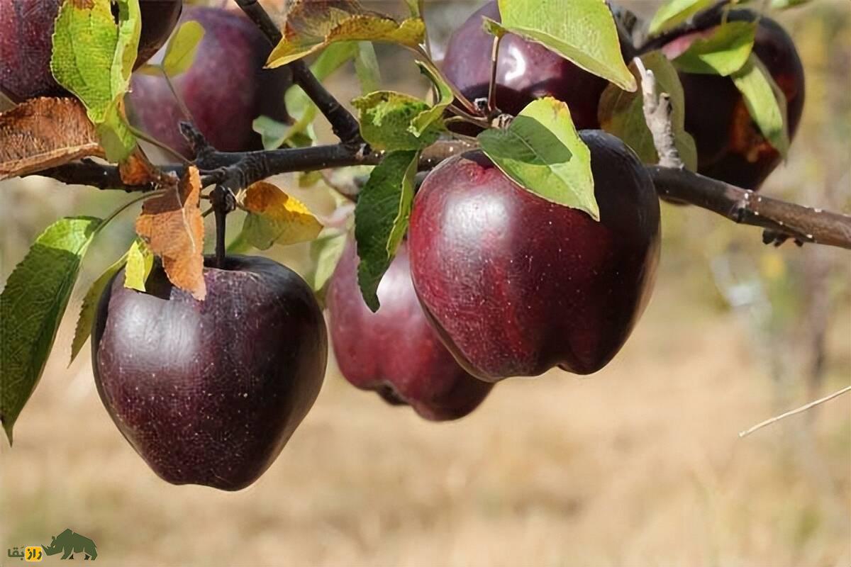 سیب الماس سیاه؛ گران‌ترین سیب دنیا که هر دانه از آن تا یک میلیون تومان قیمت دارد و فقط در ارتفاعات تبت رشد می‌کند!