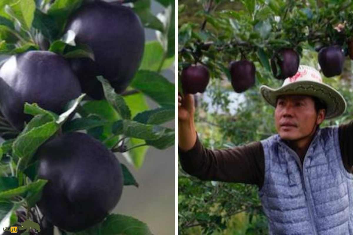سیب الماس سیاه؛ گران‌ترین سیب دنیا که هر دانه از آن تا یک میلیون تومان قیمت دارد و فقط در ارتفاعات تبت رشد می‌کند!