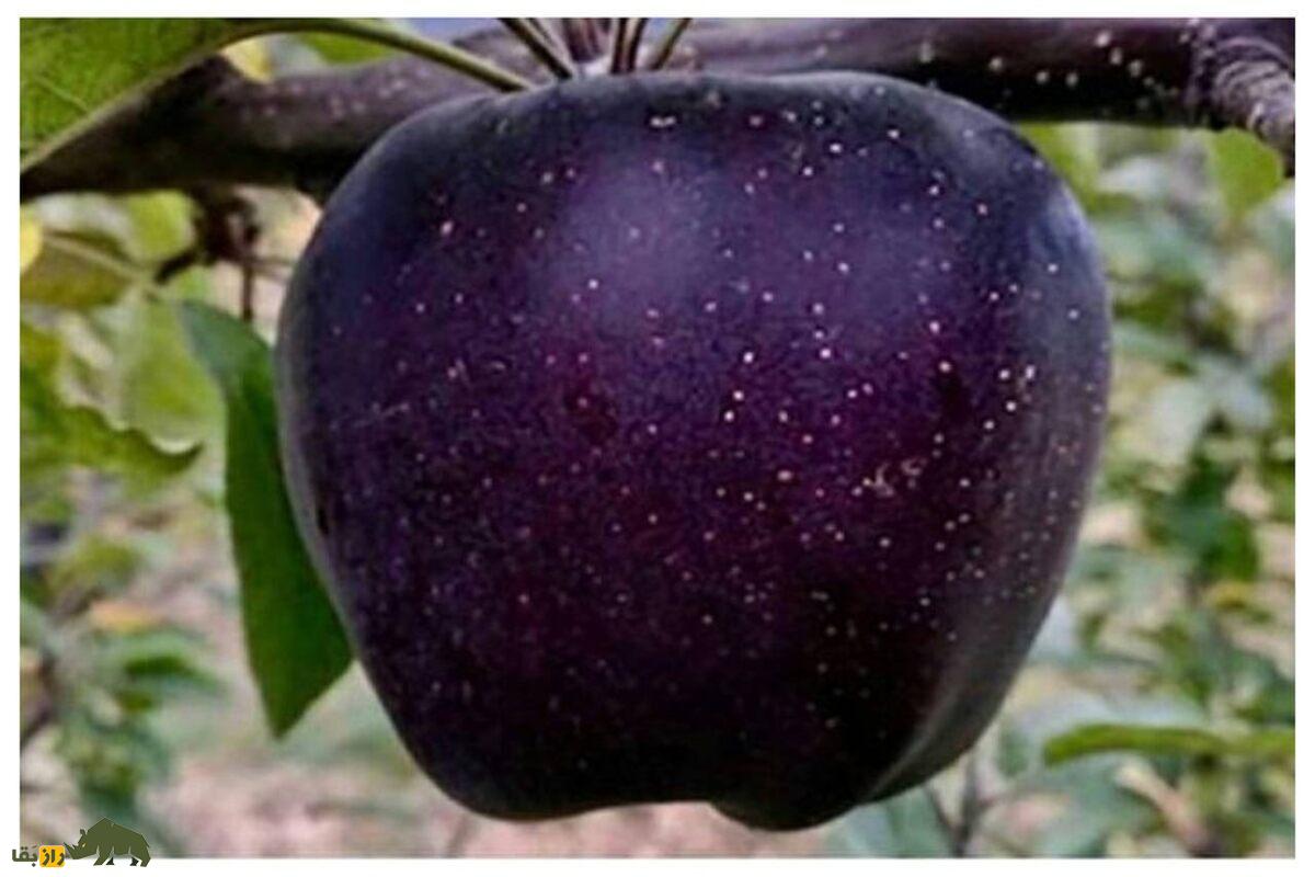 سیب الماس سیاه؛ گران‌ترین سیب دنیا که هر دانه از آن تا یک میلیون تومان قیمت دارد و فقط در ارتفاعات تبت رشد می‌کند!