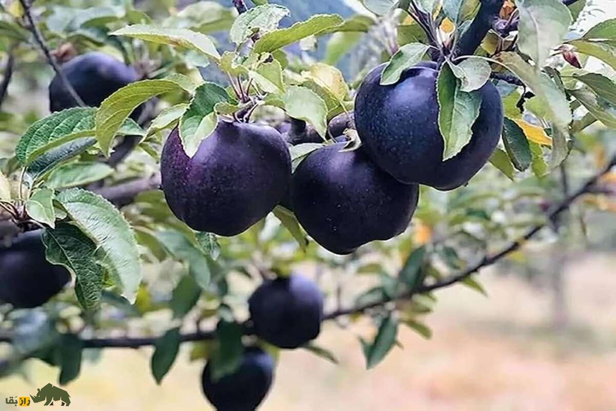 سیب الماس سیاه؛ گران‌ترین سیب دنیا که هر دانه از آن تا یک میلیون تومان قیمت دارد و فقط در ارتفاعات تبت رشد می‌کند!