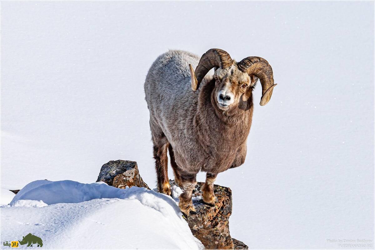 گوسفند یاکوتی؛ نژاد مقاوم به سرما از توندرا سیبری با ویژگی‌های منحصر‌به‌فرد و ارزش اقتصادی زیاد