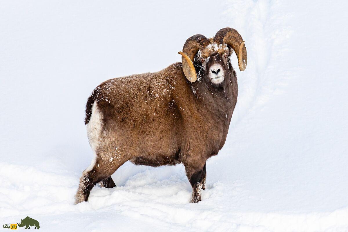 گوسفند یاکوتی؛ نژاد مقاوم به سرما از توندرا سیبری با ویژگی‌های منحصر‌به‌فرد و ارزش اقتصادی زیاد