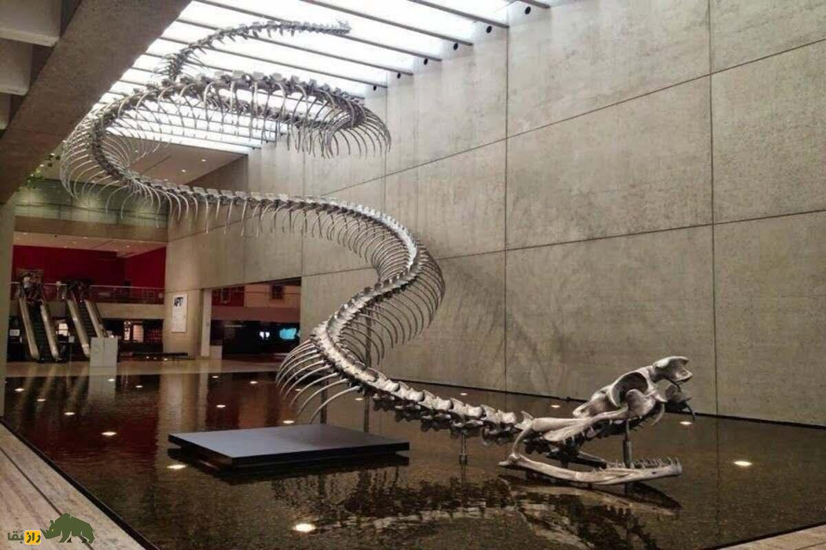 تایتانوبوا؛ بزرگ‌ترین مار تاریخ با طول ۱۲ متر و وزن ۱۱۳۵ کیلوگرم که زمین را تسخیر کرد!