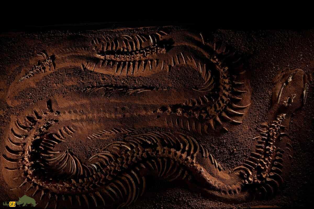 تایتانوبوا؛ بزرگ‌ترین مار تاریخ با طول ۱۲ متر و وزن ۱۱۳۵ کیلوگرم که زمین را تسخیر کرد!