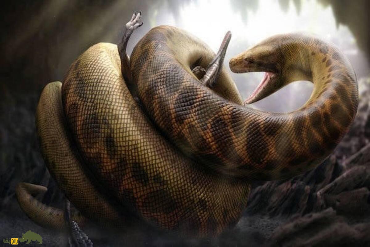 تایتانوبوا؛ بزرگ‌ترین مار تاریخ با طول ۱۲ متر و وزن ۱۱۳۵ کیلوگرم که زمین را تسخیر کرد!