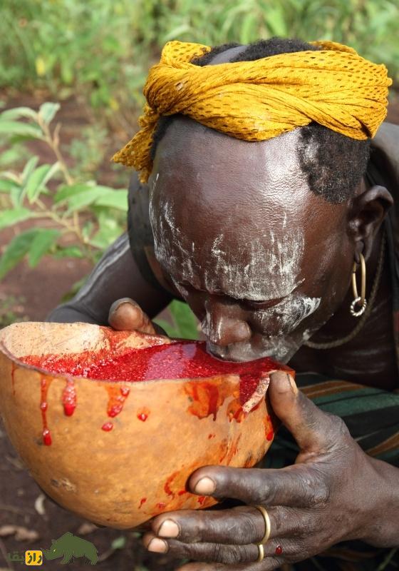 «خونگیری از گاو زنده»؛ نوشیدن خون تازه گاو به عنوان غذای مقدس در ترسناکترین قبیله جهان! «خونگیری از گاو زنده»؛ نوشیدن خون تازه گاو به عنوان غذای مقدس در ترسناکترین قبیله جهان!