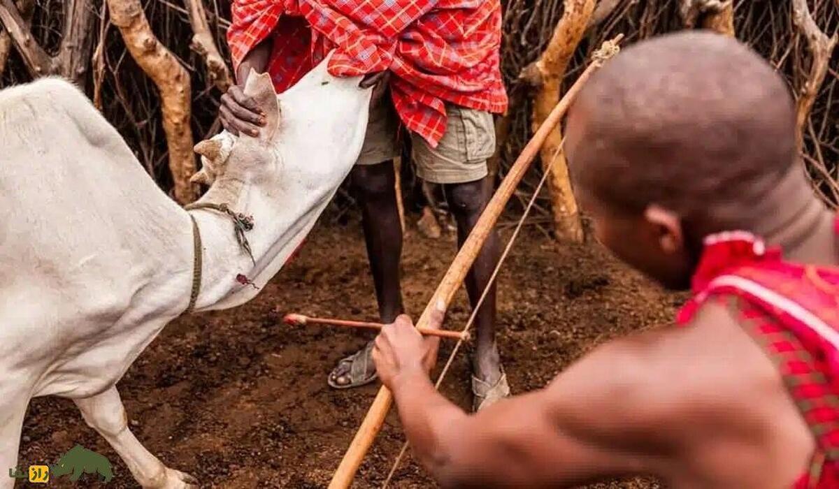 «خونگیری از گاو زنده»؛ نوشیدن خون تازه گاو به عنوان غذای مقدس در ترسناکترین قبیله جهان! «خونگیری از گاو زنده»؛ نوشیدن خون تازه گاو به عنوان غذای مقدس در ترسناکترین قبیله جهان!