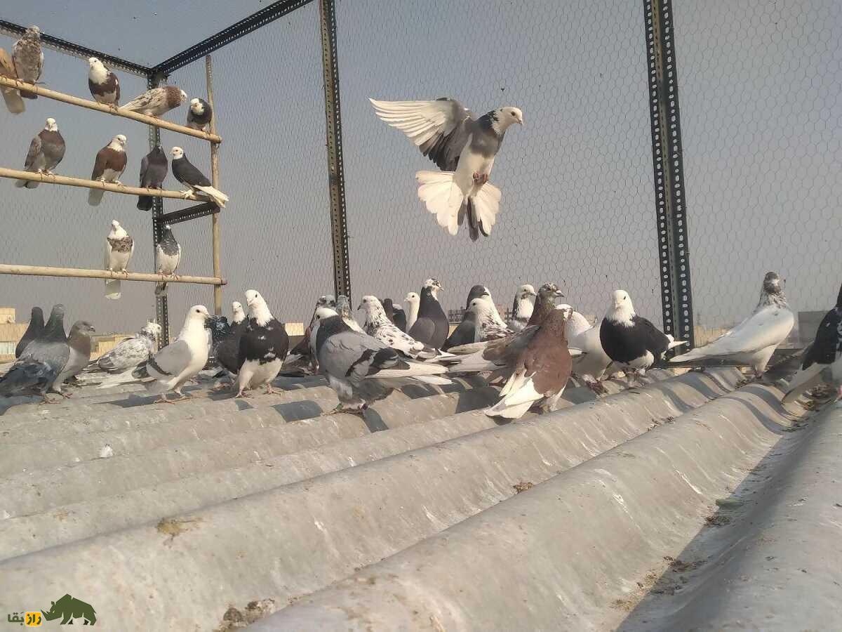 عباس کفترباز؛ کفترباز معروف شرق تهران که کبوترش ۱۰ ساعت میپرد و فقط به کبوترهای تهرانی اعتقاد دارد عباس کفترباز؛ کفترباز معروف شرق تهران که کبوترش ۱۰ ساعت میپرد و فقط به کبوترهای تهرانی اعتقاد دارد