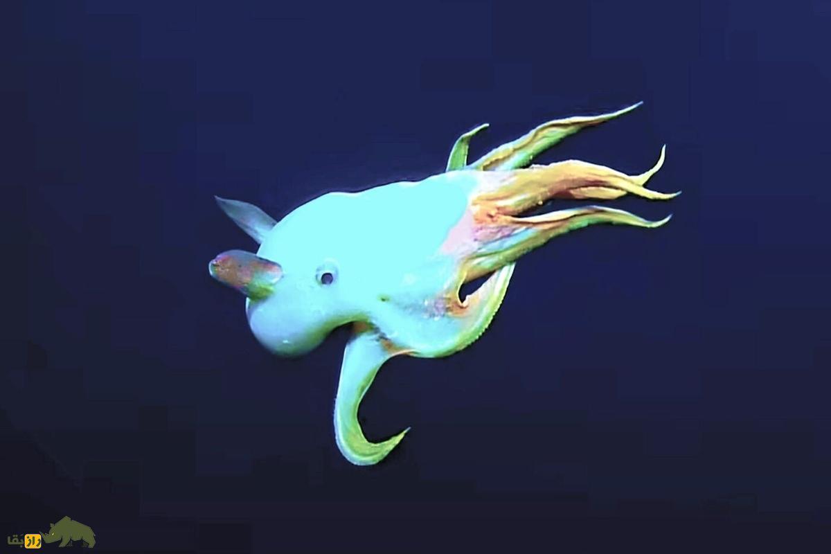 اختاپوس گوشدراز دامبو؛ شگفتی اعماق دریا با بالههایی شبیه گوش دامبو که در تاریکی زندگی میکند اختاپوس گوشدراز دامبو؛ شگفتی اعماق دریا با بالههایی شبیه گوش دامبو که در تاریکی زندگی میکند