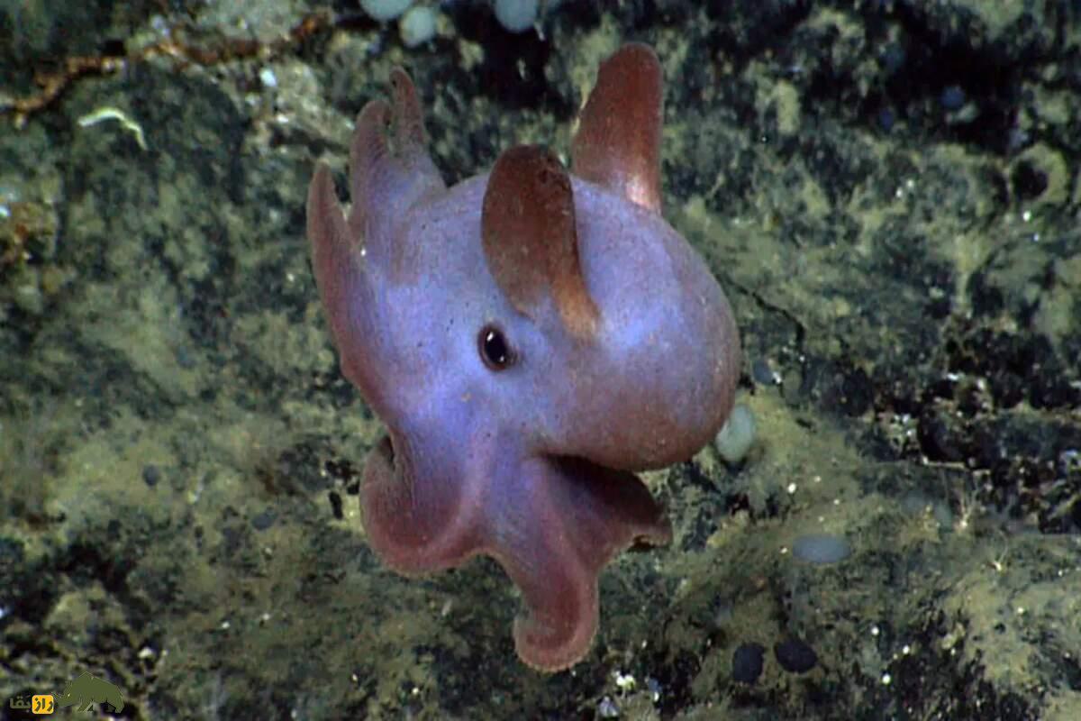 اختاپوس گوشدراز دامبو؛ شگفتی اعماق دریا با بالههایی شبیه گوش دامبو که در تاریکی زندگی میکند اختاپوس گوشدراز دامبو؛ شگفتی اعماق دریا با بالههایی شبیه گوش دامبو که در تاریکی زندگی میکند