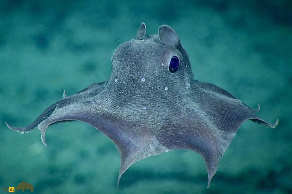 اختاپوس گوشدراز دامبو؛ شگفتی اعماق دریا با بالههایی شبیه گوش دامبو که در تاریکی زندگی میکند اختاپوس گوشدراز دامبو؛ شگفتی اعماق دریا با بالههایی شبیه گوش دامبو که در تاریکی زندگی میکند