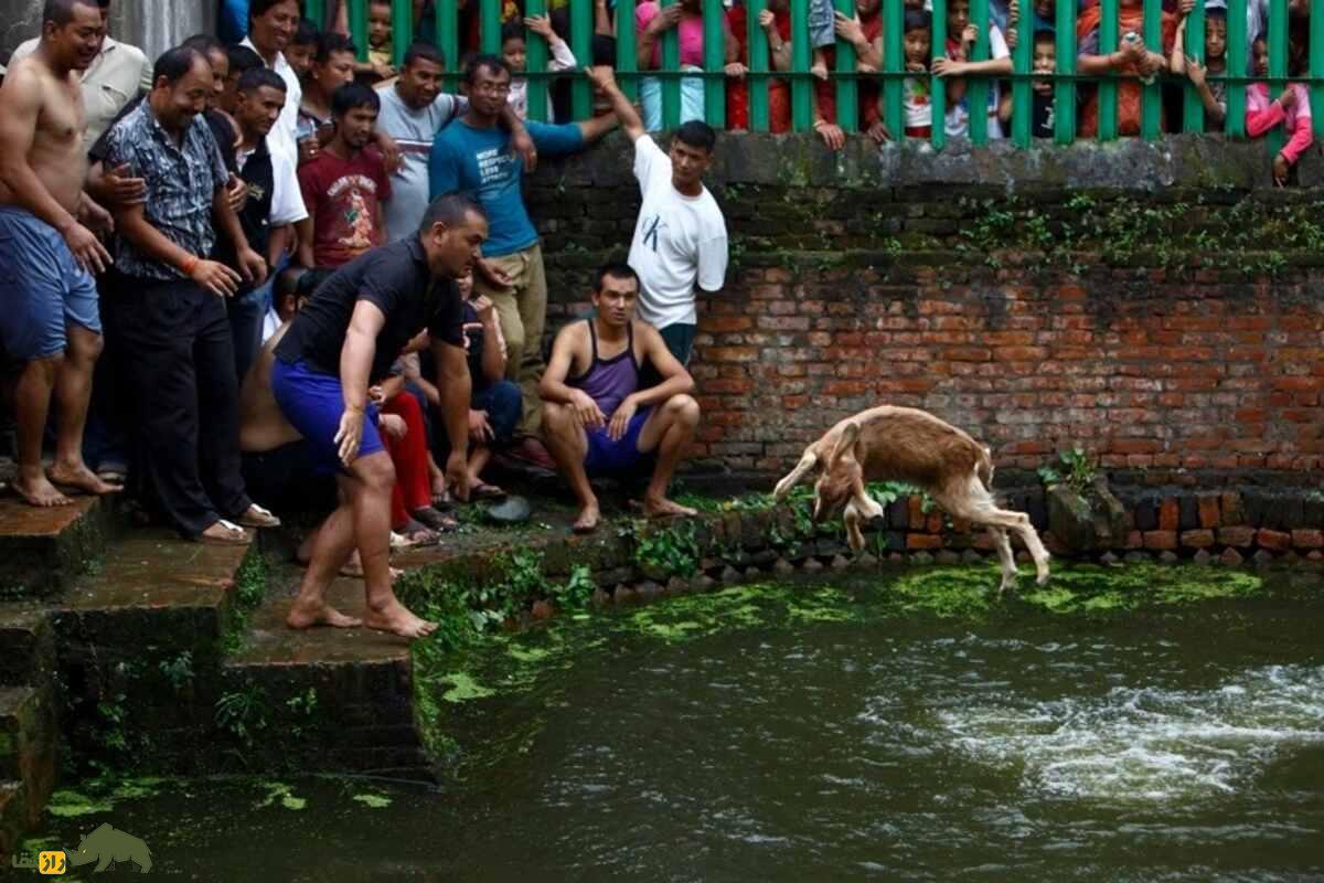 جشنواره بز خکانا؛ آیینی بحثبرانگیز برای خفه کردن بز در نپال جشنواره بز خکانا؛ آیینی بحثبرانگیز برای خفه کردن بز در نپال