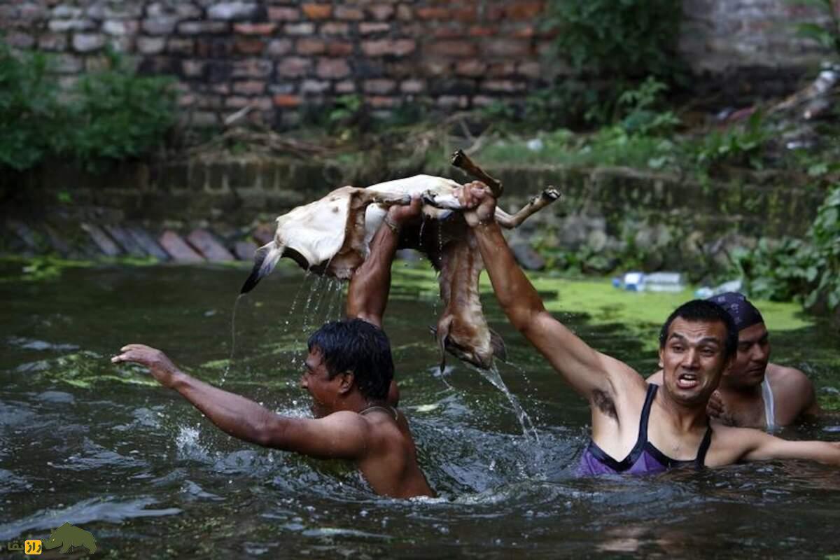 جشنواره بز خکانا؛ آیینی بحثبرانگیز برای خفه کردن بز در نپال جشنواره بز خکانا؛ آیینی بحثبرانگیز برای خفه کردن بز در نپال