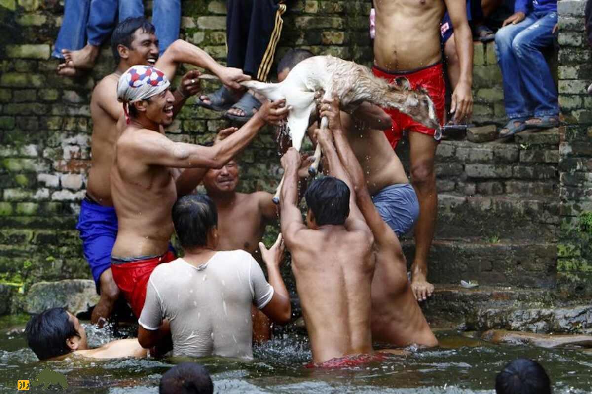 جشنواره بز خکانا؛ آیینی بحثبرانگیز برای خفه کردن بز در نپال جشنواره بز خکانا؛ آیینی بحثبرانگیز برای خفه کردن بز در نپال