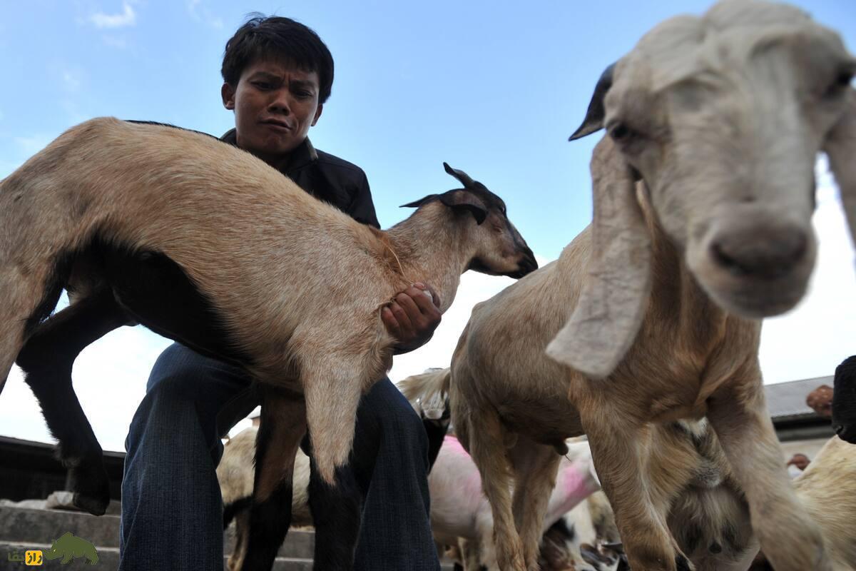 جشنواره بز خکانا؛ آیینی بحثبرانگیز برای خفه کردن بز در نپال جشنواره بز خکانا؛ آیینی بحثبرانگیز برای خفه کردن بز در نپال