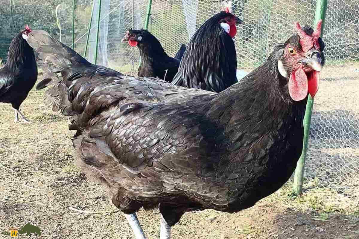 مرغ لا فلش؛ نژادی نادر با شاخهای خاص، پرهای مشکی و گوشت لطیف مرغ لا فلش؛ نژادی نادر با شاخهای خاص، پرهای مشکی و گوشت لطیف