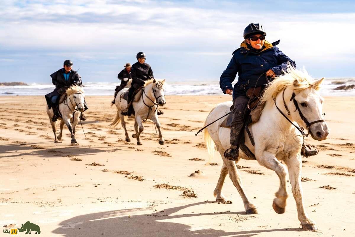 اسب کامارگ؛ نژادی مقاوم و کهن با پوشش خاکستری از جنوب فرانسه، نماد استقامت و فرهنگ محلی