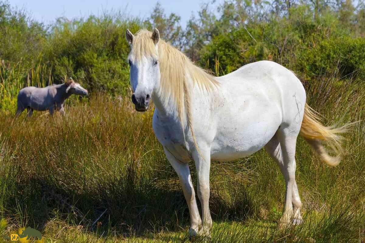اسب کامارگ؛ نژادی مقاوم و کهن با پوشش خاکستری از جنوب فرانسه، نماد استقامت و فرهنگ محلی