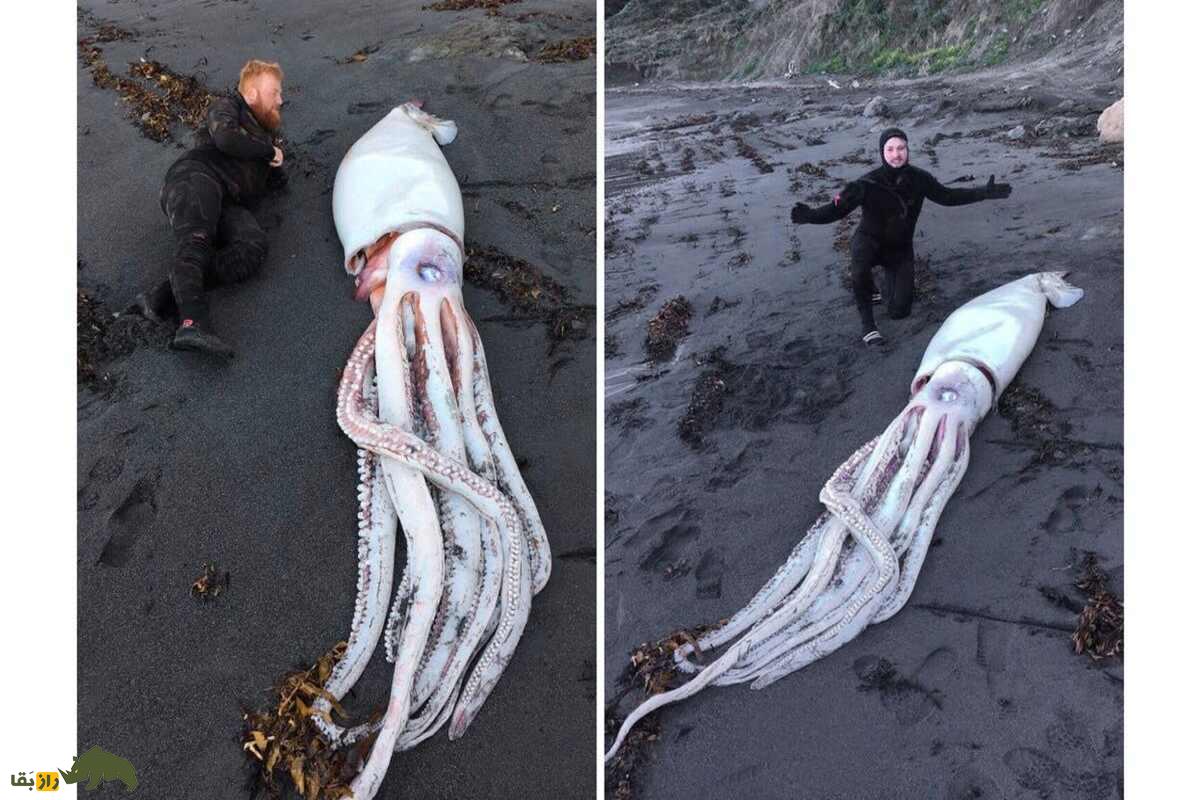 ماهی مرکب غولپیکر؛ غول دریایی ترسناک و مرموز که در اعماق تاریک اقیانوسها پنهان است ماهی مرکب غولپیکر؛ غول دریایی ترسناک و مرموز که در اعماق تاریک اقیانوسها پنهان است