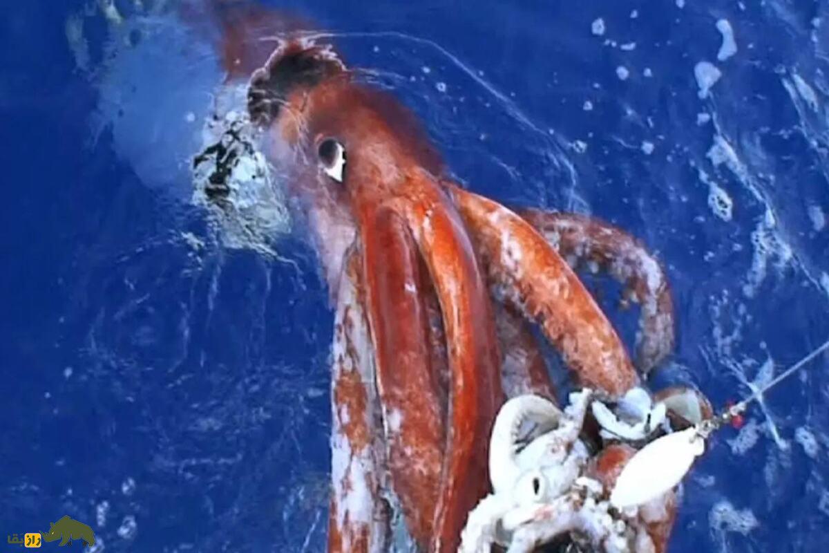 ماهی مرکب غولپیکر؛ غول دریایی ترسناک و مرموز که در اعماق تاریک اقیانوسها پنهان است ماهی مرکب غولپیکر؛ غول دریایی ترسناک و مرموز که در اعماق تاریک اقیانوسها پنهان است