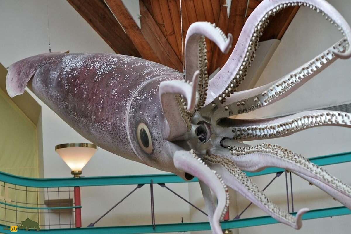 ماهی مرکب غولپیکر؛ غول دریایی ترسناک و مرموز که در اعماق تاریک اقیانوسها پنهان است ماهی مرکب غولپیکر؛ غول دریایی ترسناک و مرموز که در اعماق تاریک اقیانوسها پنهان است