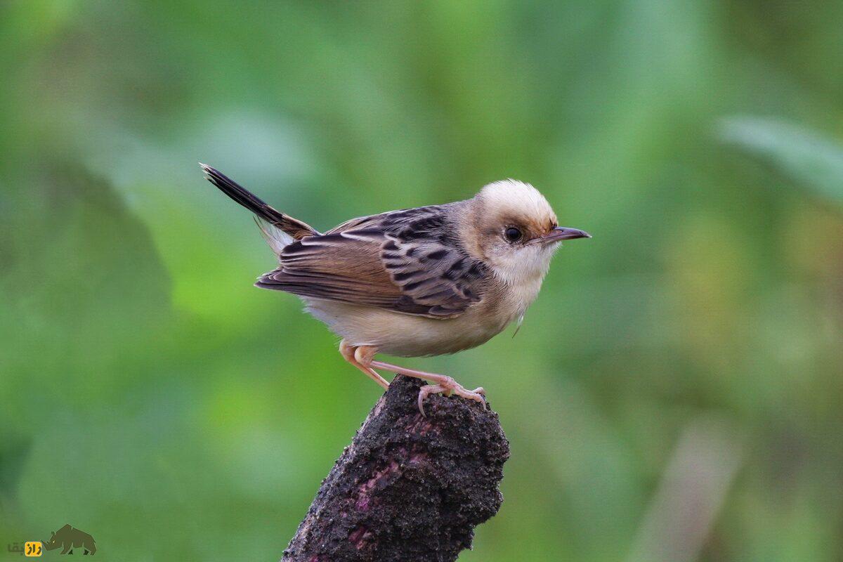 پرندهای که خیاطی بلد است؛ سبدنشینان و هنر پیچیده لانهسازیشان پرندهای که خیاطی بلد است؛ سبدنشینان و هنر پیچیده لانهسازیشان