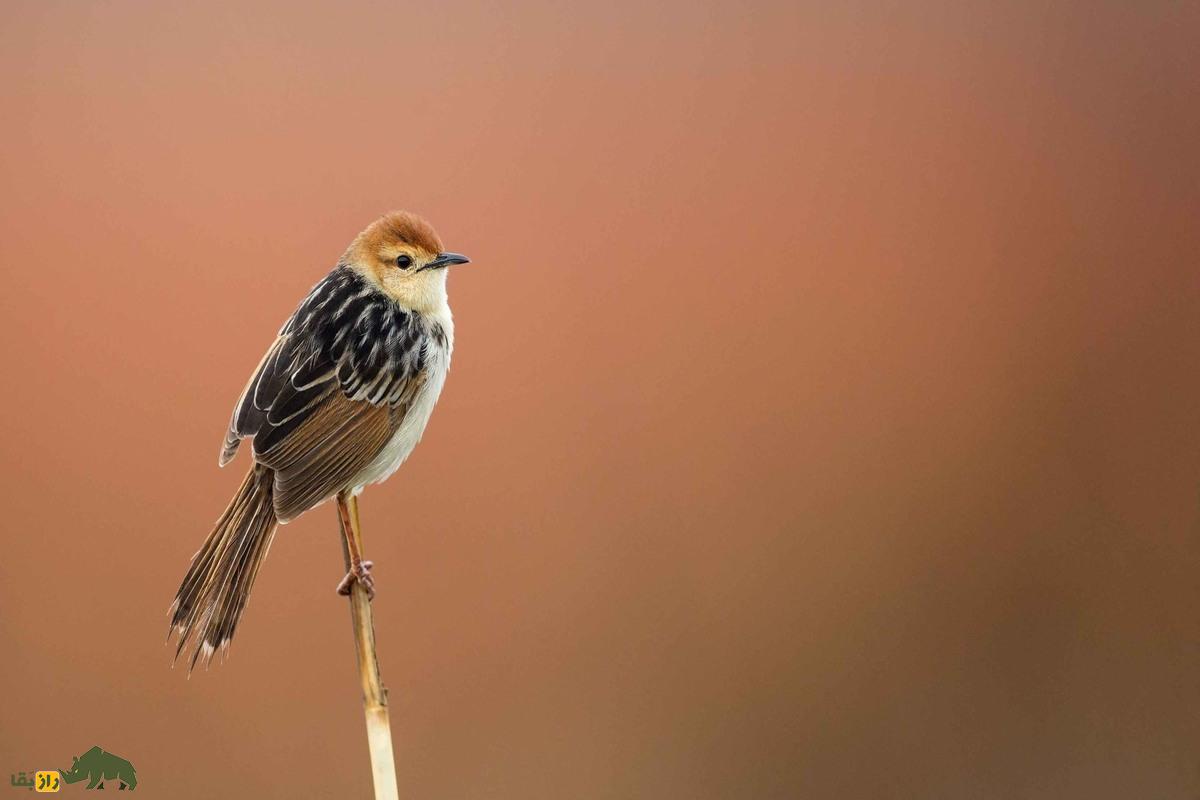 پرندهای که خیاطی بلد است؛ سبدنشینان و هنر پیچیده لانهسازیشان پرندهای که خیاطی بلد است؛ سبدنشینان و هنر پیچیده لانهسازیشان
