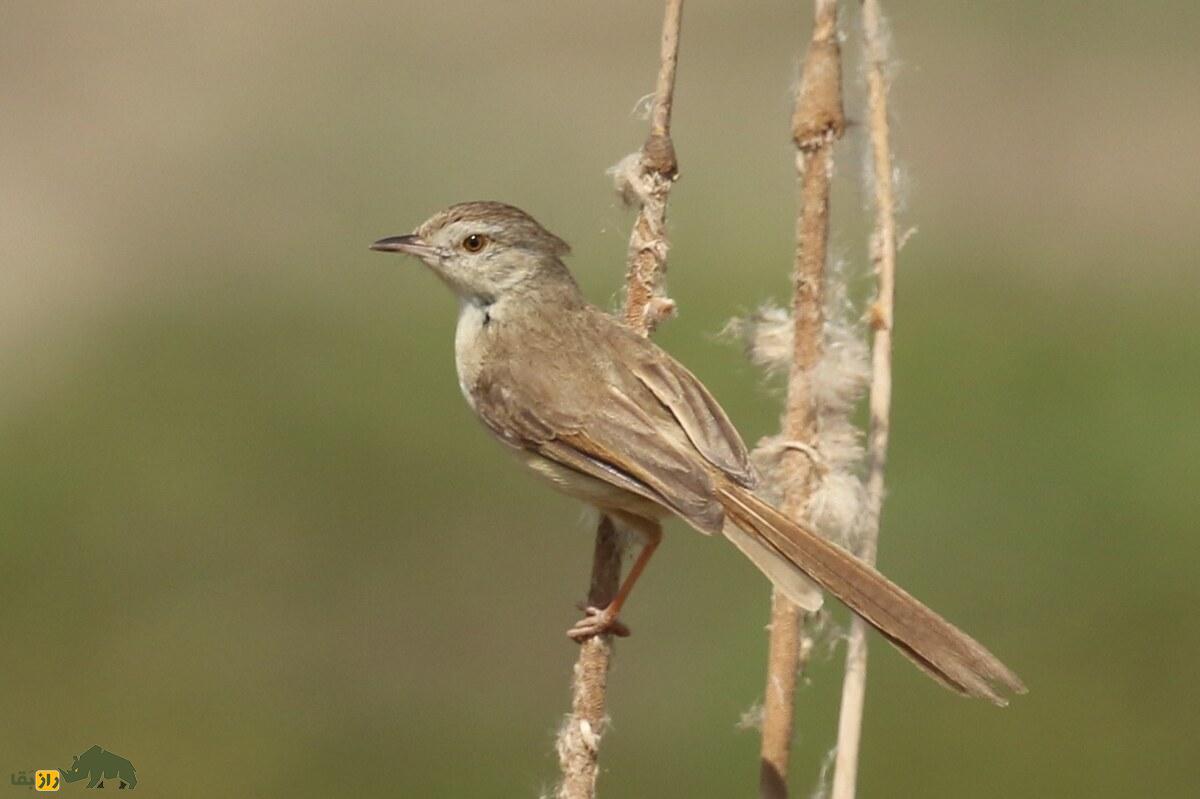 پرندهای که خیاطی بلد است؛ سبدنشینان و هنر پیچیده لانهسازیشان پرندهای که خیاطی بلد است؛ سبدنشینان و هنر پیچیده لانهسازیشان
