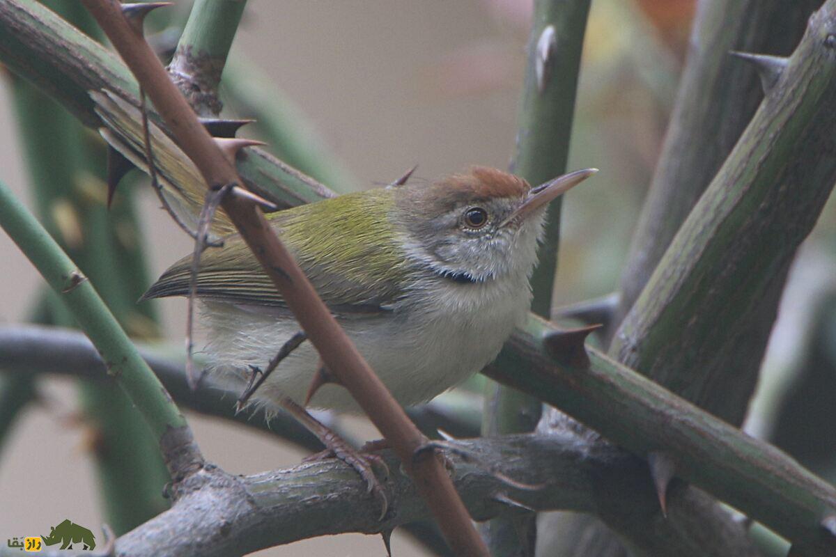 پرندهای که خیاطی بلد است؛ سبدنشینان و هنر پیچیده لانهسازیشان پرندهای که خیاطی بلد است؛ سبدنشینان و هنر پیچیده لانهسازیشان