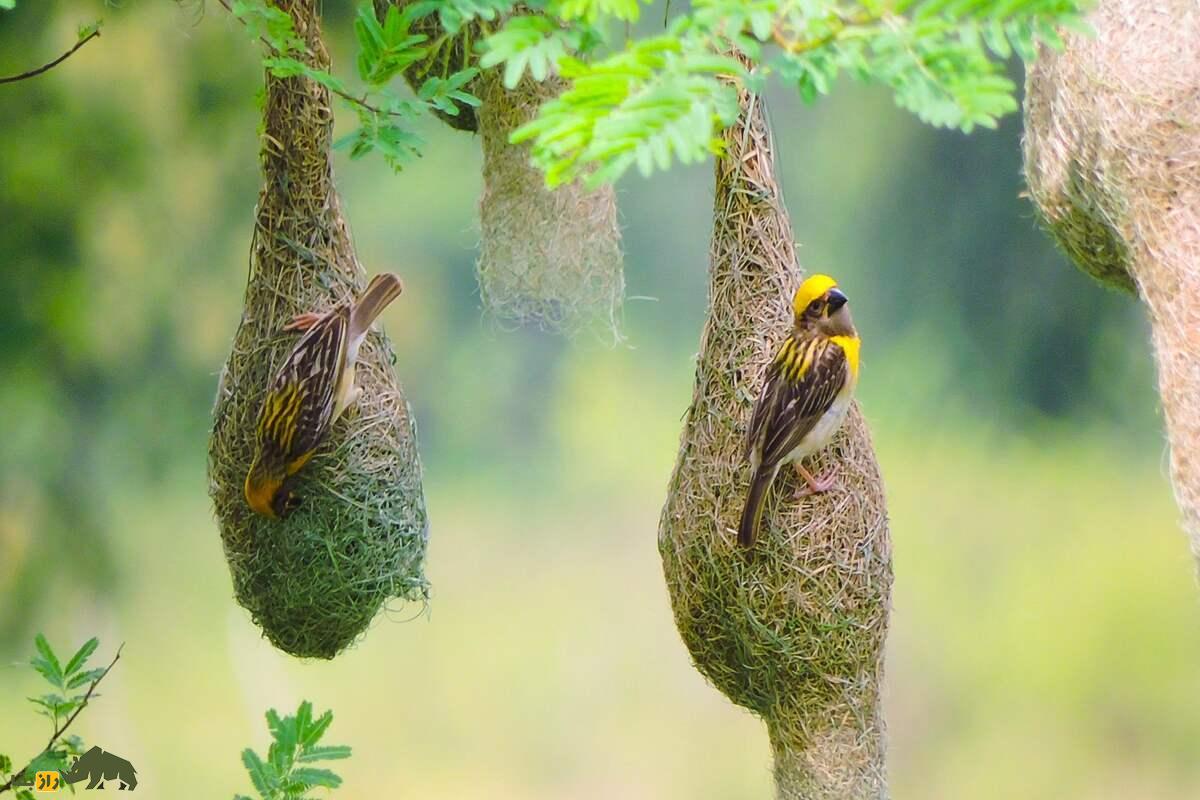 پرندهای که خیاطی بلد است؛ سبدنشینان و هنر پیچیده لانهسازیشان پرندهای که خیاطی بلد است؛ سبدنشینان و هنر پیچیده لانهسازیشان