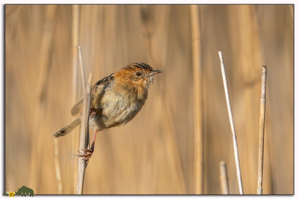 پرندهای که خیاطی بلد است؛ سبدنشینان و هنر پیچیده لانهسازیشان پرندهای که خیاطی بلد است؛ سبدنشینان و هنر پیچیده لانهسازیشان
