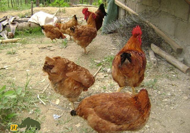 مرغ ساسو؛ مرغ مشهور فرانسوی با سالی ۲۵۰ تخم که بهترین نژاد مرغ در فیلیپین و آفریقاست مرغ ساسو