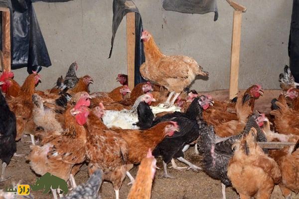 مرغ ساسو؛ مرغ مشهور فرانسوی با سالی ۲۵۰ تخم که بهترین نژاد مرغ در فیلیپین و آفریقاست مرغ ساسو
