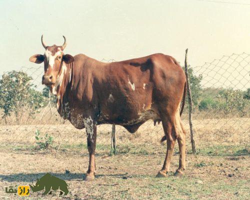 گاو نیماری؛ گاو بارکش هندی با تولید ۴ لیتر شیر در روز که نماد پیوند سنت و علم است گاو نیماری