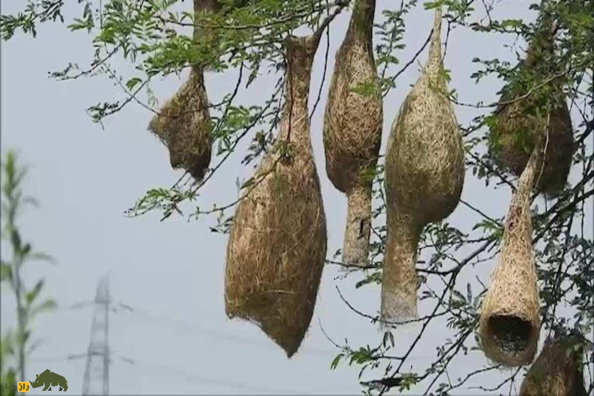 سهره ریز هندی؛ پرندهای اجتماعی که برای فصل جفتگیری با هزینه سنگین لانههای اعیانی میسازد! سهره ریز هندی؛ پرندهای اجتماعی که برای فصل جفتگیری با هزینه سنگین لانههای اعیانی میسازد!