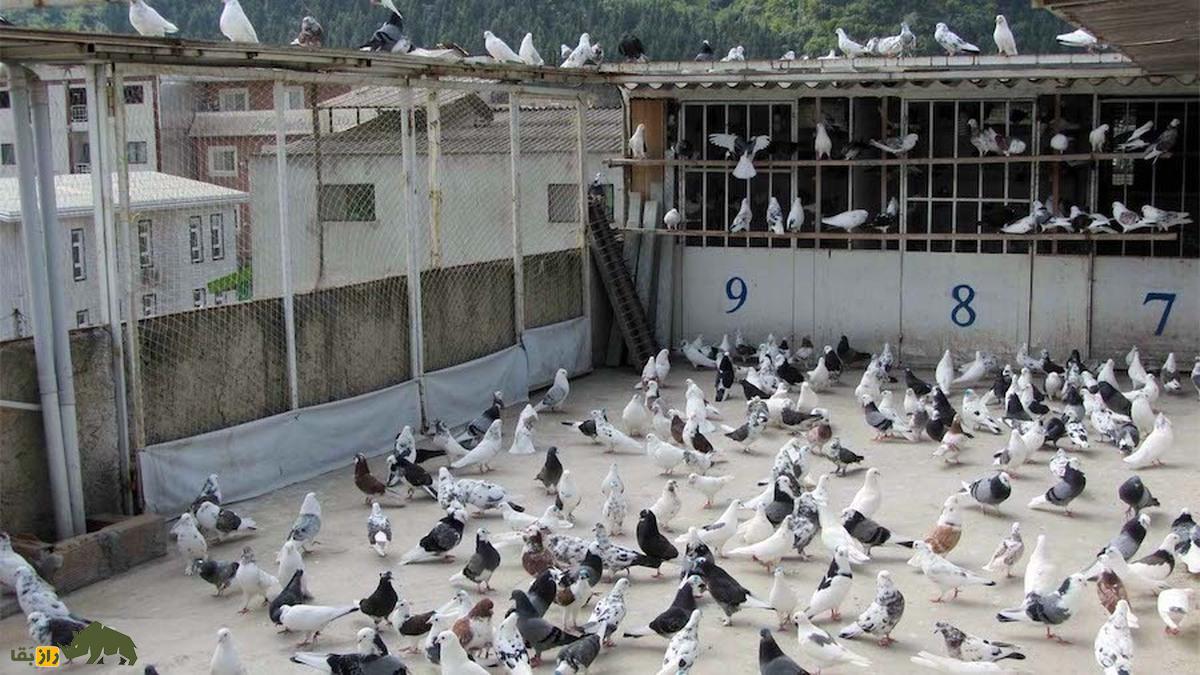 لیگ بازار آهن شادآباد؛ داستان مشهور گرو غلام دوستی در معروفترین مسابقه کبوترپرانی تهران لیگ بازار آهن شادآباد؛ داستان مشهور گرو غلام دوستی در معروفترین مسابقه کبوترپرانی تهران