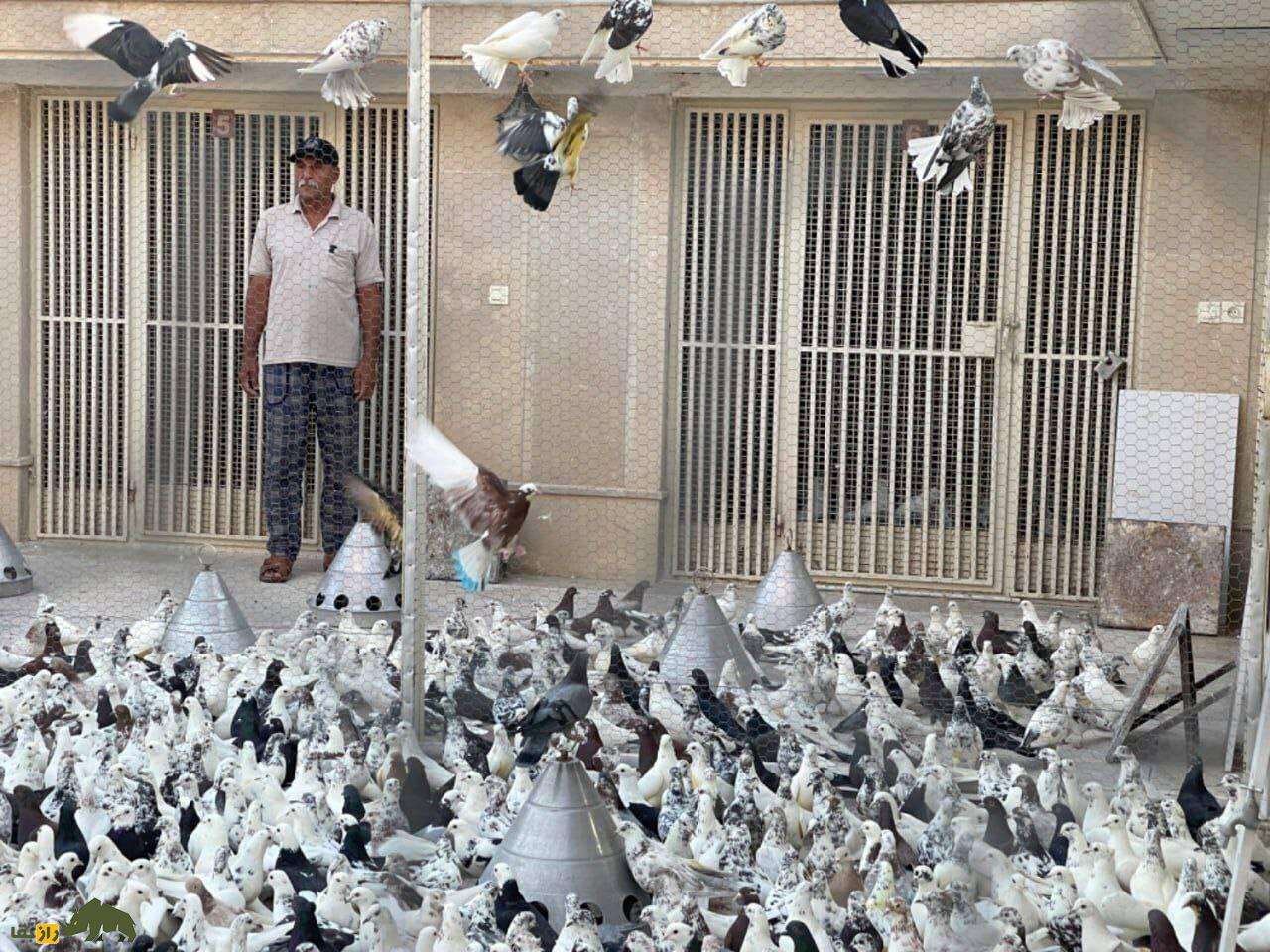 لیگ بازار آهن شادآباد؛ داستان مشهور گرو غلام دوستی در معروفترین مسابقه کبوترپرانی تهران لیگ بازار آهن شادآباد؛ داستان مشهور گرو غلام دوستی در معروفترین مسابقه کبوترپرانی تهران