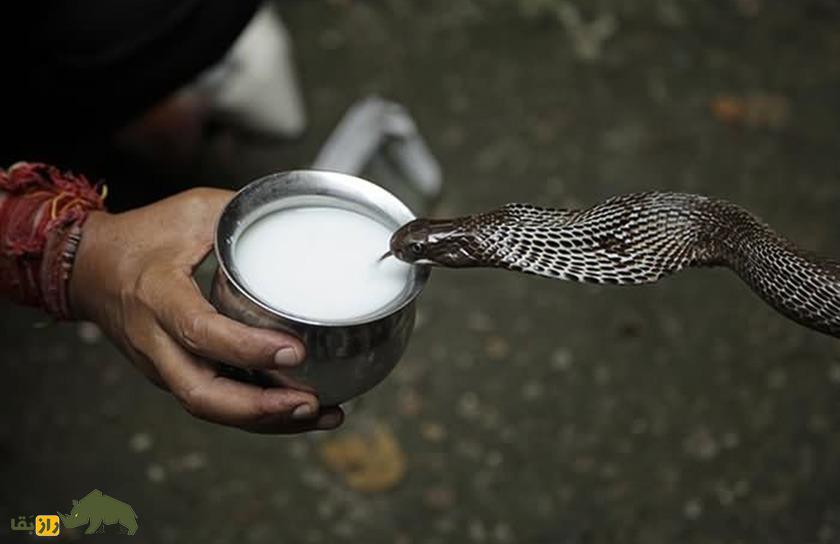 جشن مرگبار «نَگ پانچَمی»؛ مردم برای شانس به مار‌ها شیر و برنج می‌دهند