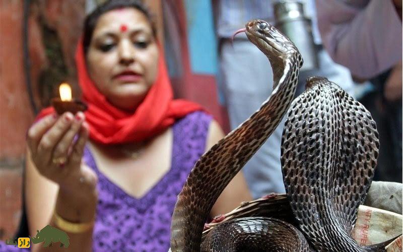 جشن مرگبار «نَگ پانچَمی»؛ مردم برای شانس به مار‌ها شیر و برنج می‌دهند