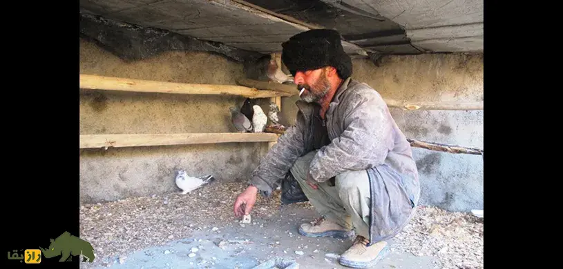 محمد علی عنابی؛ کبوترباز افسانهای شاهرود که تمام زندگی و داراییهایش را خرج کبوتربازی کرد محمد علی عنابی؛ کبوترباز افسانهای شاهرود که تمام زندگی و داراییهایش را خرج کبوتربازی کرد