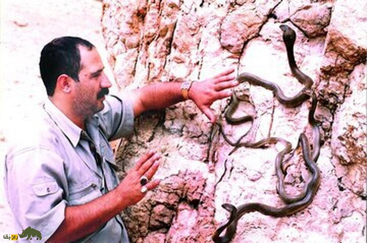 علی غلامی ارجنکی؛ سلطان مار ایران که «مار ارجنکی» را ثبت جهانی کرد و با نیش گرزهمار ۲۰ روز به کما رفت و ۲۲ کیلو وزن کم کرد علی غلامی ارجنکی سلطان مار ایران
